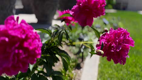 flores de peonía que crecen en el jardín - aislado de mano