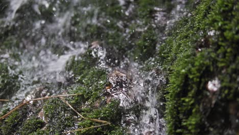 Close-up-shot-of-a-small-stream-running-over-rocks-and-moss---Truck-Shot