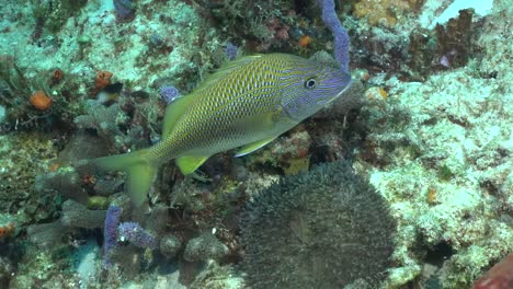 Caesar-grunt--close-up-Cozumel,-Caribbean-Sea,-Mexico