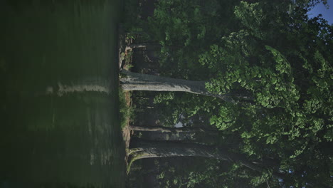 vertical-video-of-sunlight-in-green-forest