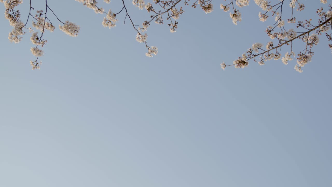 요코하마 최고의 벚꽃