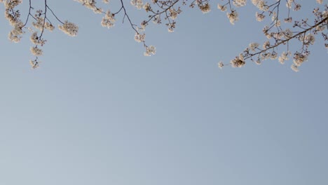 요코하마 최고의 벚꽃
