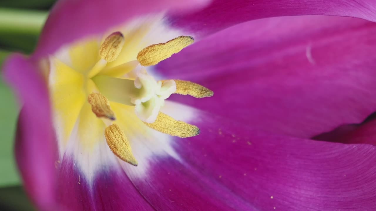 un primer plano de un tulipán púrpura