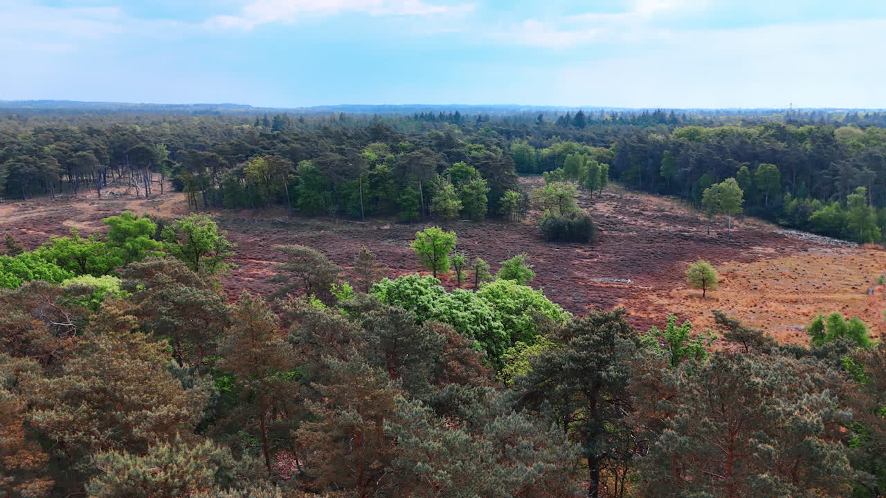 Lush forest landscape in the Netherlands. Dense greenery stretches across the Netherlands, showcasing the beauty of nature under a clear sky on a sunny day