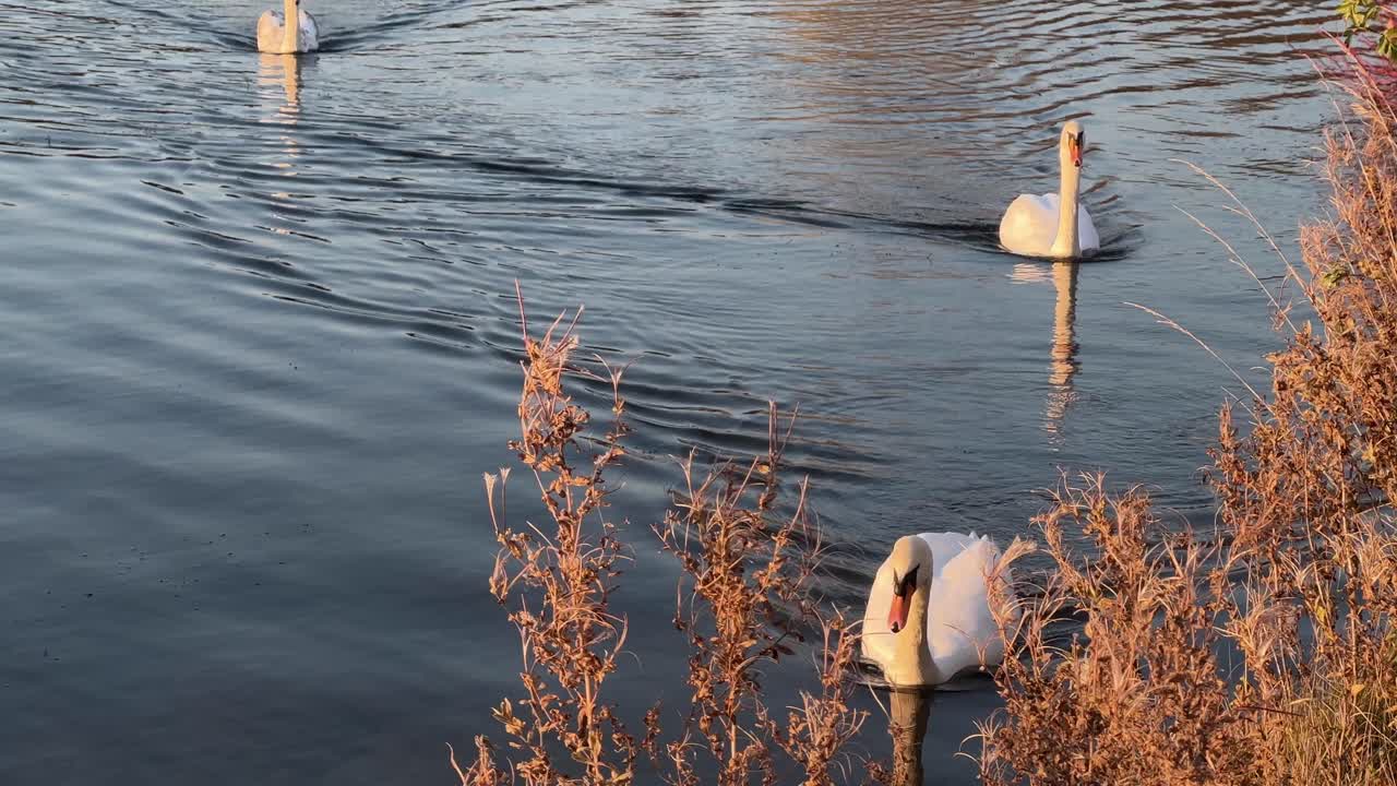 toma cinematográfica de cisnes blancos y cygnets, nadando lentamente y alimentándose en la orilla del río durante la hermosa puesta de sol dorada