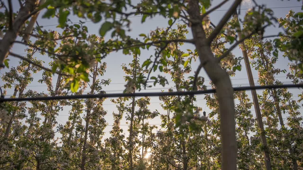 таймлапс яблони во время заката