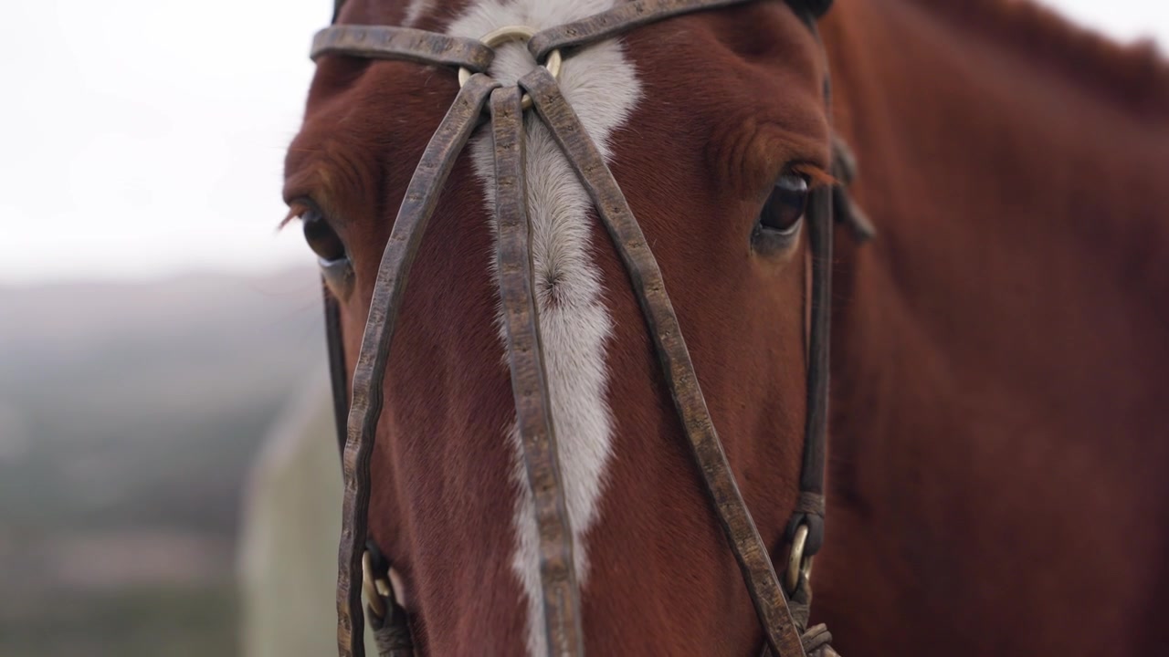 Cavalo doméstico, Equus ferus caballus, usando freio e bridão tradicionais de gaúcho perto de El Chaltén, Santa Cruz, Argentina, apresentando um olhar atento e herança de rancho em atividade, panorâmica e zoom no olho