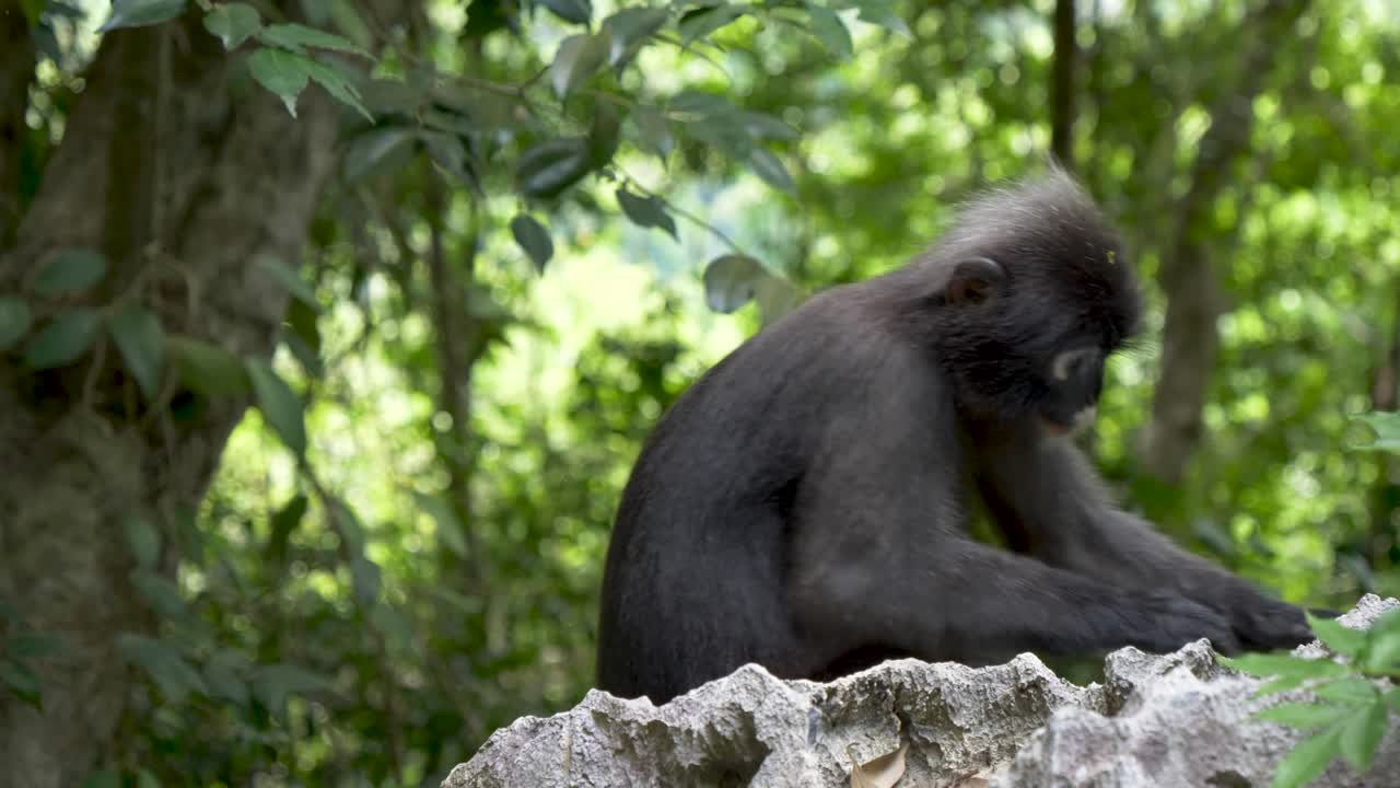 mono de hoja oscura o langur de anteojos sentado en la roca