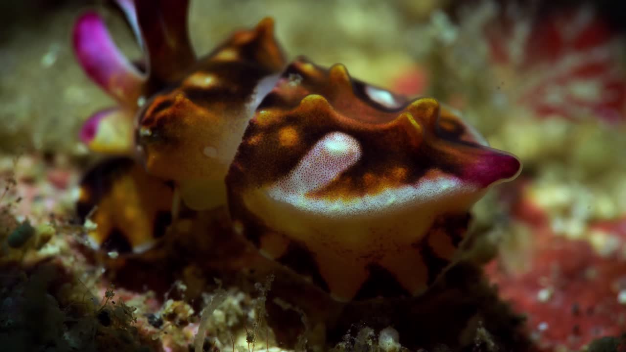 새로 태어난 어린 아기 화려한 오징어 4k 25fps lembeh 인도네시아