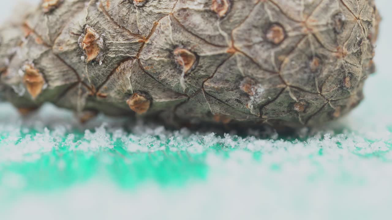 눈으로 인 소나무 의 클로즈업