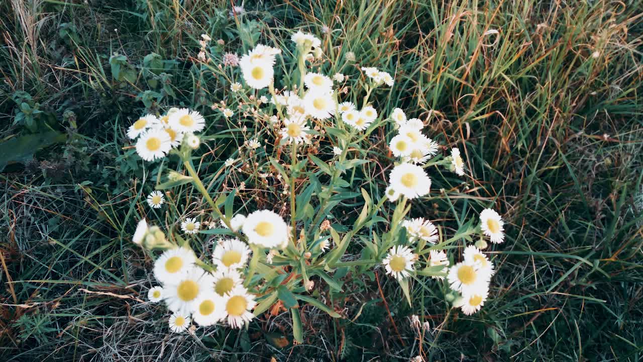 "White Aster" flower in the meadow