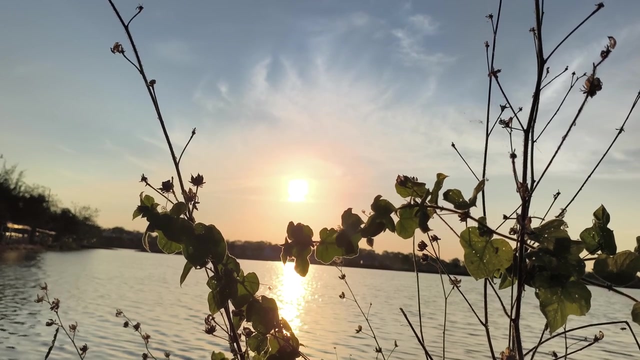 Gylden solnedgang over rolig sø med vegetation i forgrunden