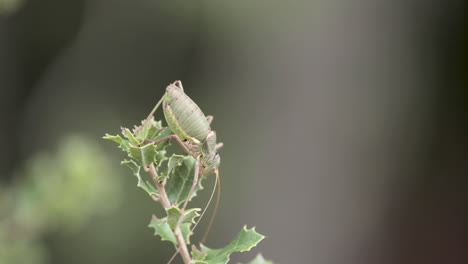 Resting-Of-Great-Green-Bush-Cricket-During-Daylight-In-Serra-de-Aire-e-Candeeiros,-Leiria-Portugal