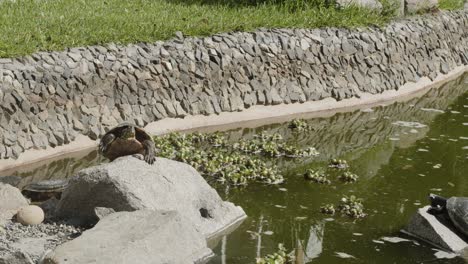 Schildkröte-Beim-Sonnenbaden-Auf-Felsen-Im-Teich-Lima-Peru--4k