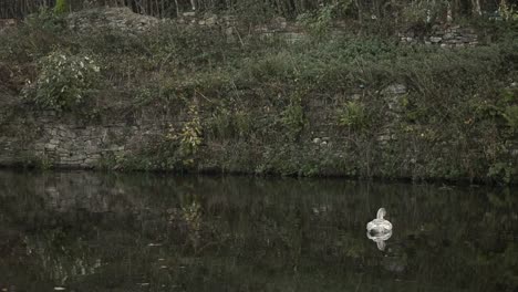 Cisne-Joven-Flotando-En-Los-Reflejos-Del-Río