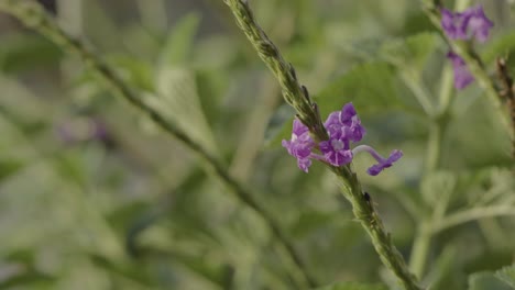 la flor de la estaquitarfeta cae lentamente del tallo