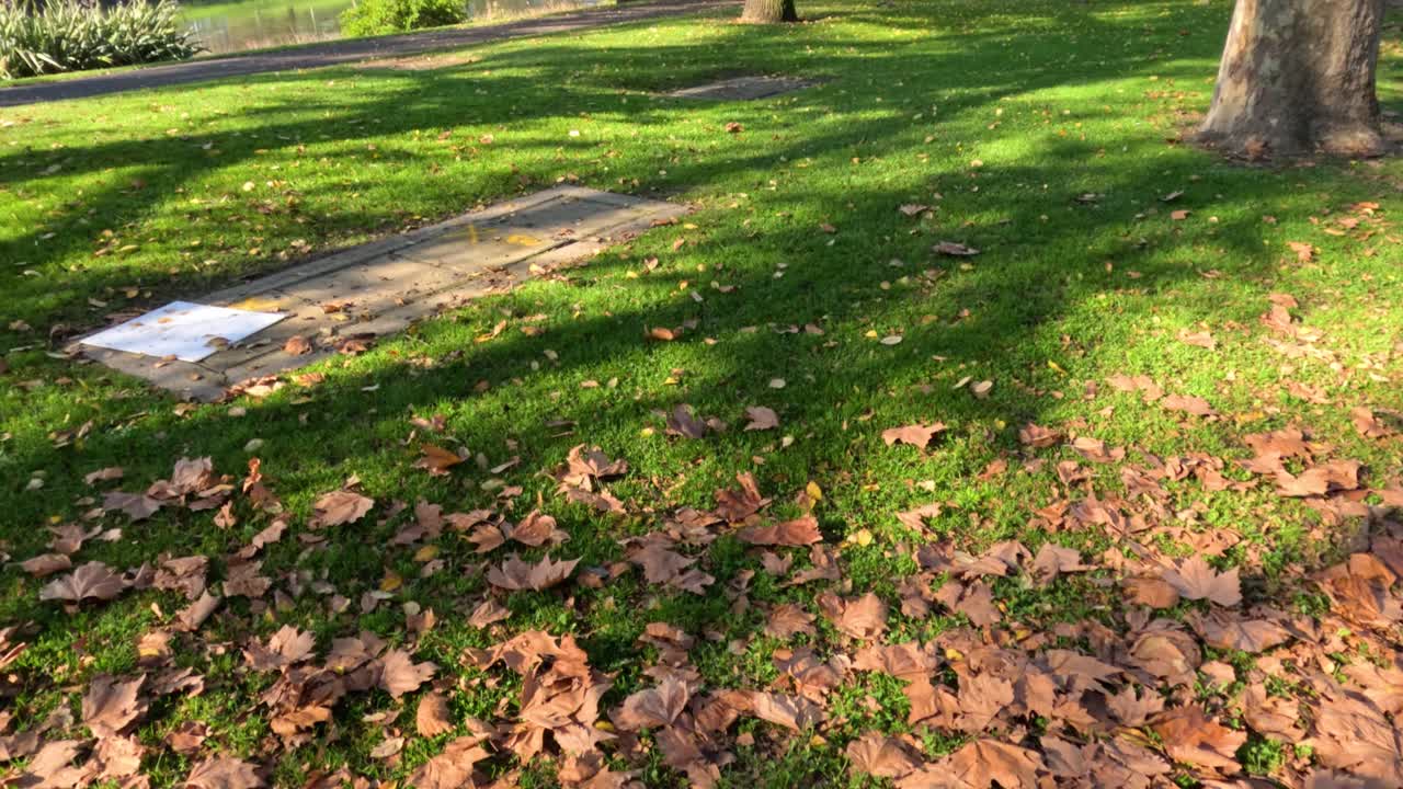 강변 공원 에서 떨어진 잎 들