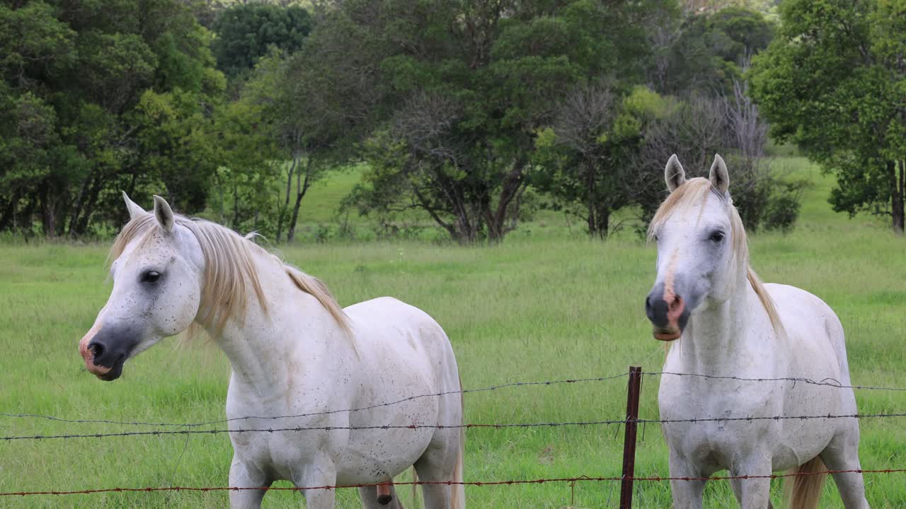 dos caballos blancos de pie en un campo de hierba