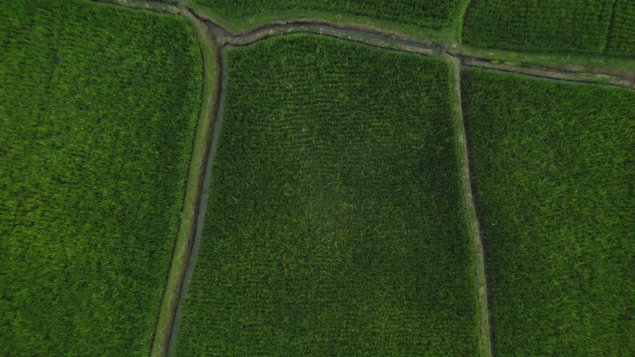 vista superior de las granjas de arroz drone volando sobre los campos de arroz en las tierras de cultivo agrícolas granjas de cultivos de la zona rural de asia 4k