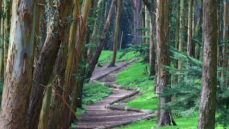 andy goldsworthy's wood line wide between treeline, beautiful forest in the city of san francisco, usa