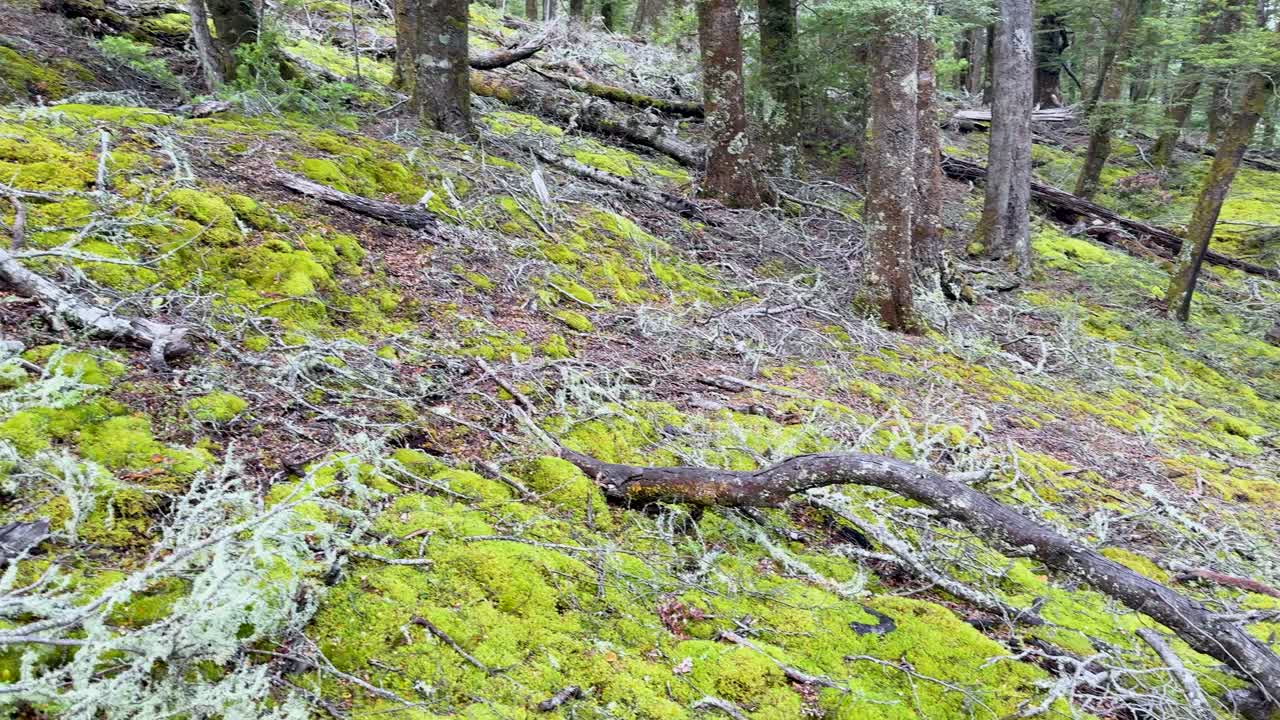 Camera slowly pans over moss-covered roots and stumps in a lush, shaded forest