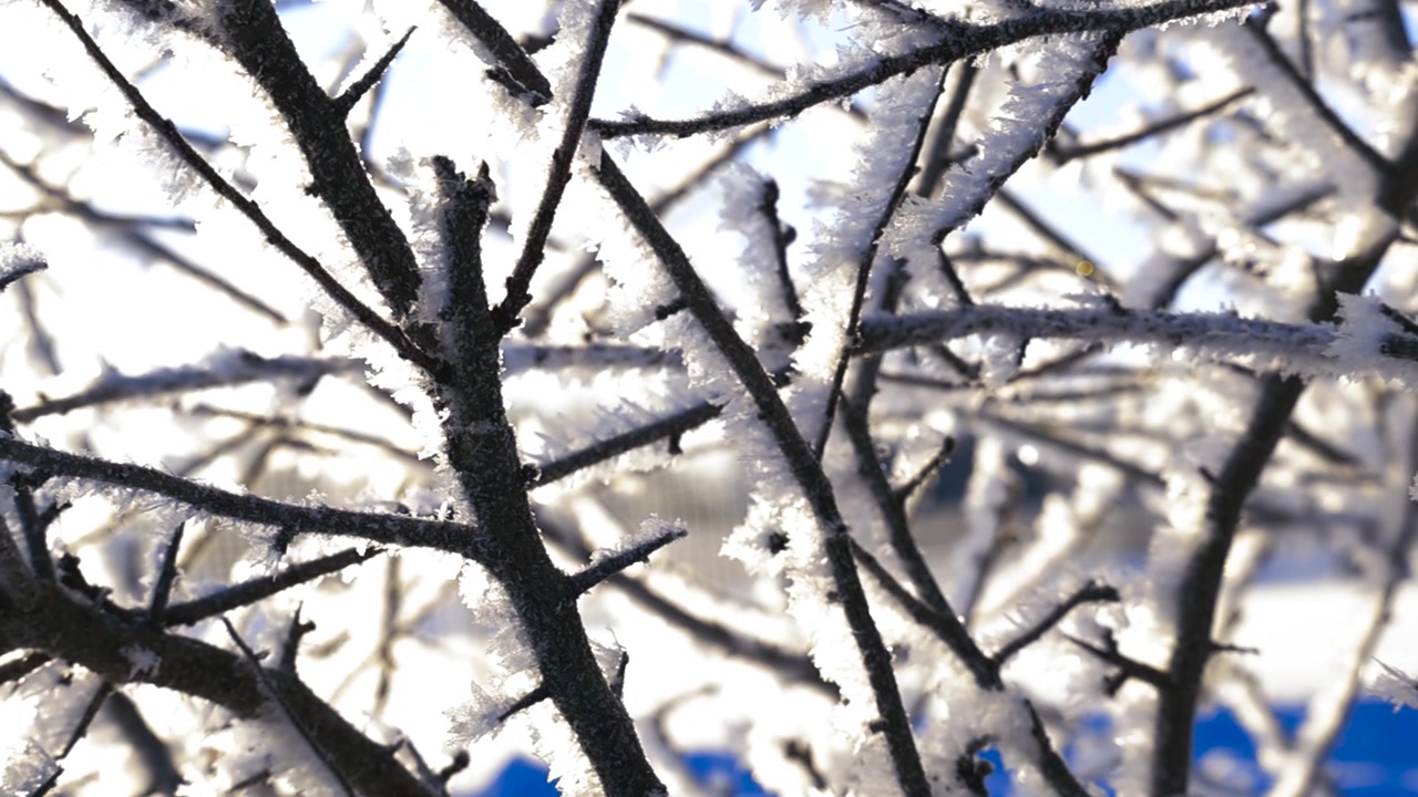 Närbild av delikata rimfrostkristaller som täcker kala trädkvistar en kall, solig vinterdag med en suddig blå himmelsbakgrund och vacker bokeh-effekt från den starka solen.