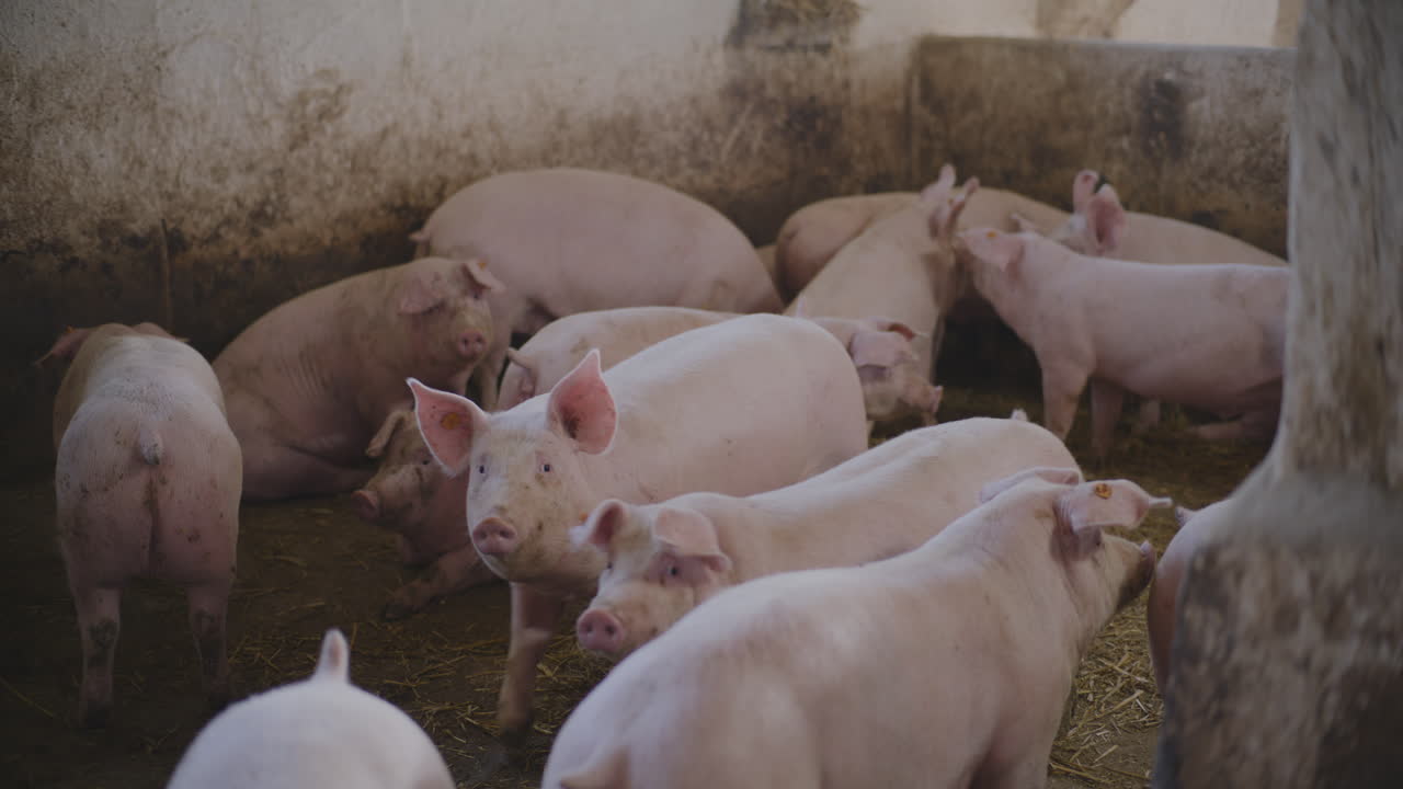 농장 창고에 있는 돼지