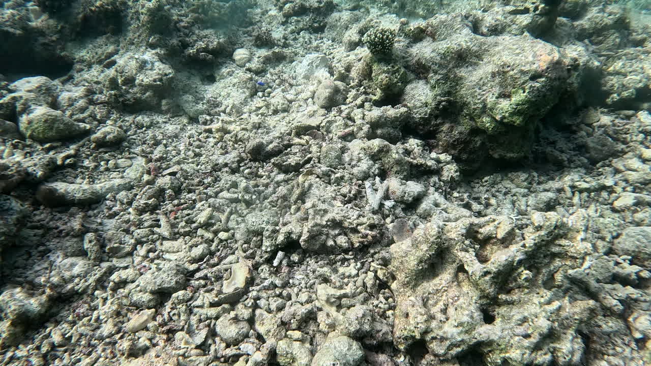 Barren coral rubble and sparse marine life on a damaged reef.