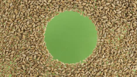 Rotation of wheat grains scattered in a circle with space in the center. Top view.