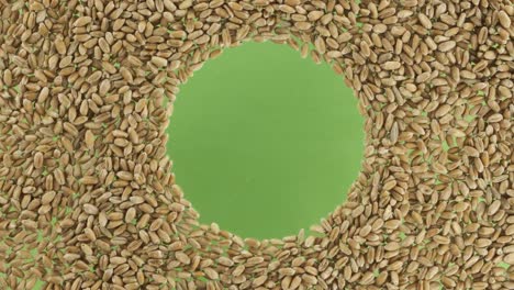 rotation of wheat grains scattered in a circle with space in the center. top view.