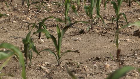 Corn-field-in-Bavaria-in-early-summer,-Germany-3