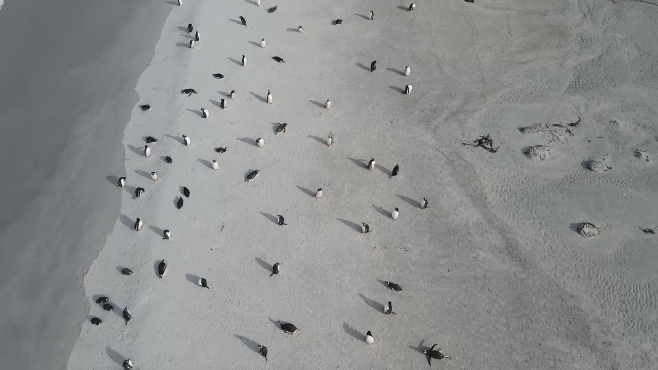 Pingüinos caminando por una playa de arena, disfrutando del sol y las olas del océano en un hábitat costero natural