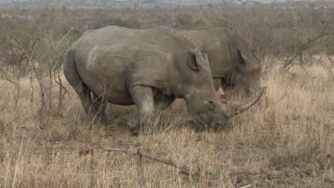 White-Rhinoceros-three-together-grazing-between-shrubs,-Kruger-N