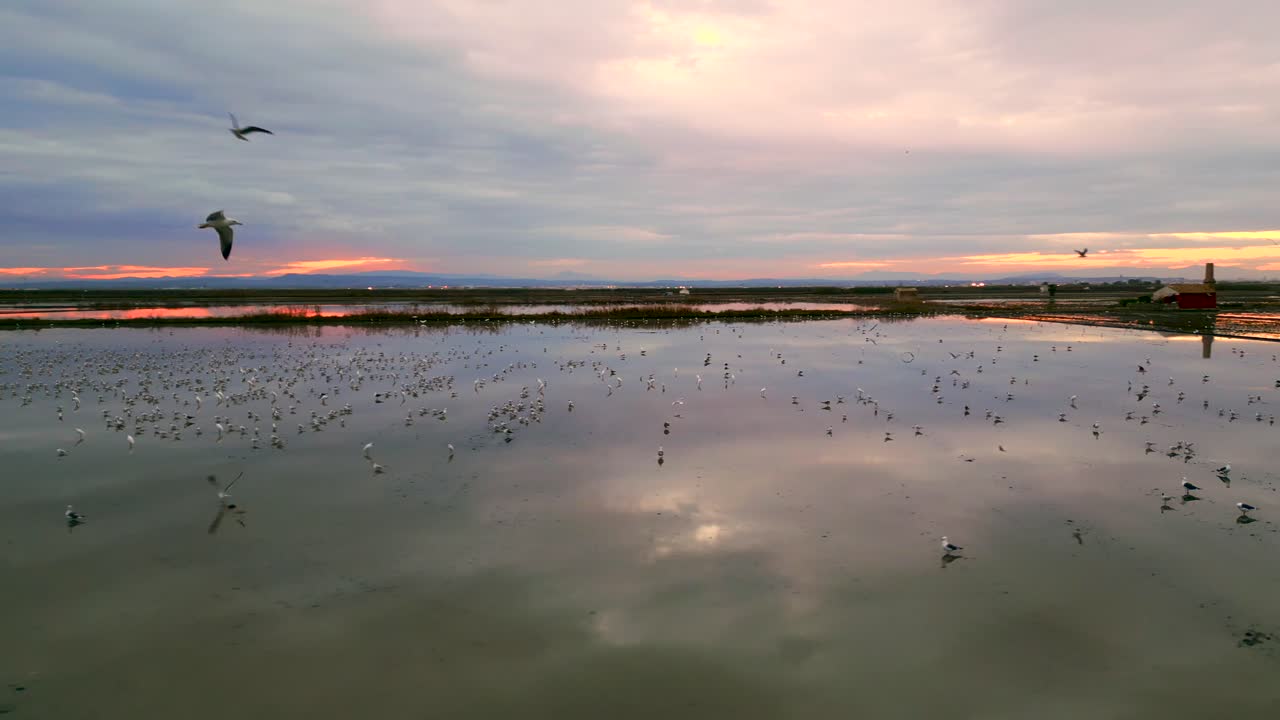 Birds at Sunset over Paddy Fields