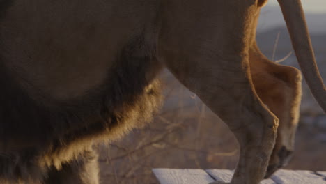 Slow-motion-lion-walking-side-profile