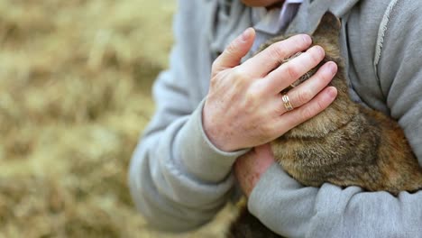 Mann-Streichelt-Süße-Katze-Auf-Dem-Kopf.-Mann-Streichelt-Glückliche-Katze-In-Seinen-Händen