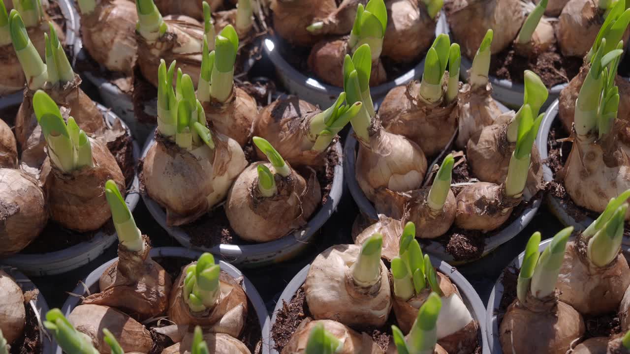 Sprouting Flower Bulbs in Pots
