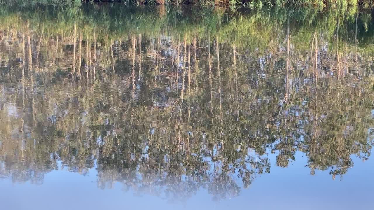 호수 에 있는 숲 의 반사