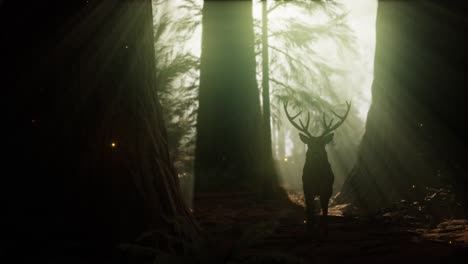 Beautiful-deer-in-the-forest-with-amazing-lights-at-morning