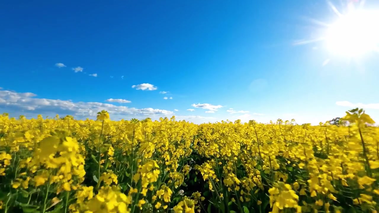 Uno splendido campo di vivaci fiori gialli sotto un cielo azzurro limpido, inondato di caldo sole, che crea un paesaggio naturale squisito pieno di bellezza e colore.