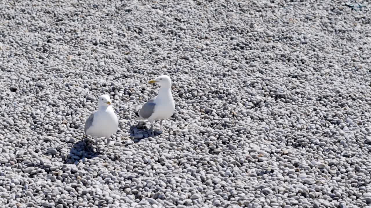 비석 해변 에 있는 두 마리 의 해파리