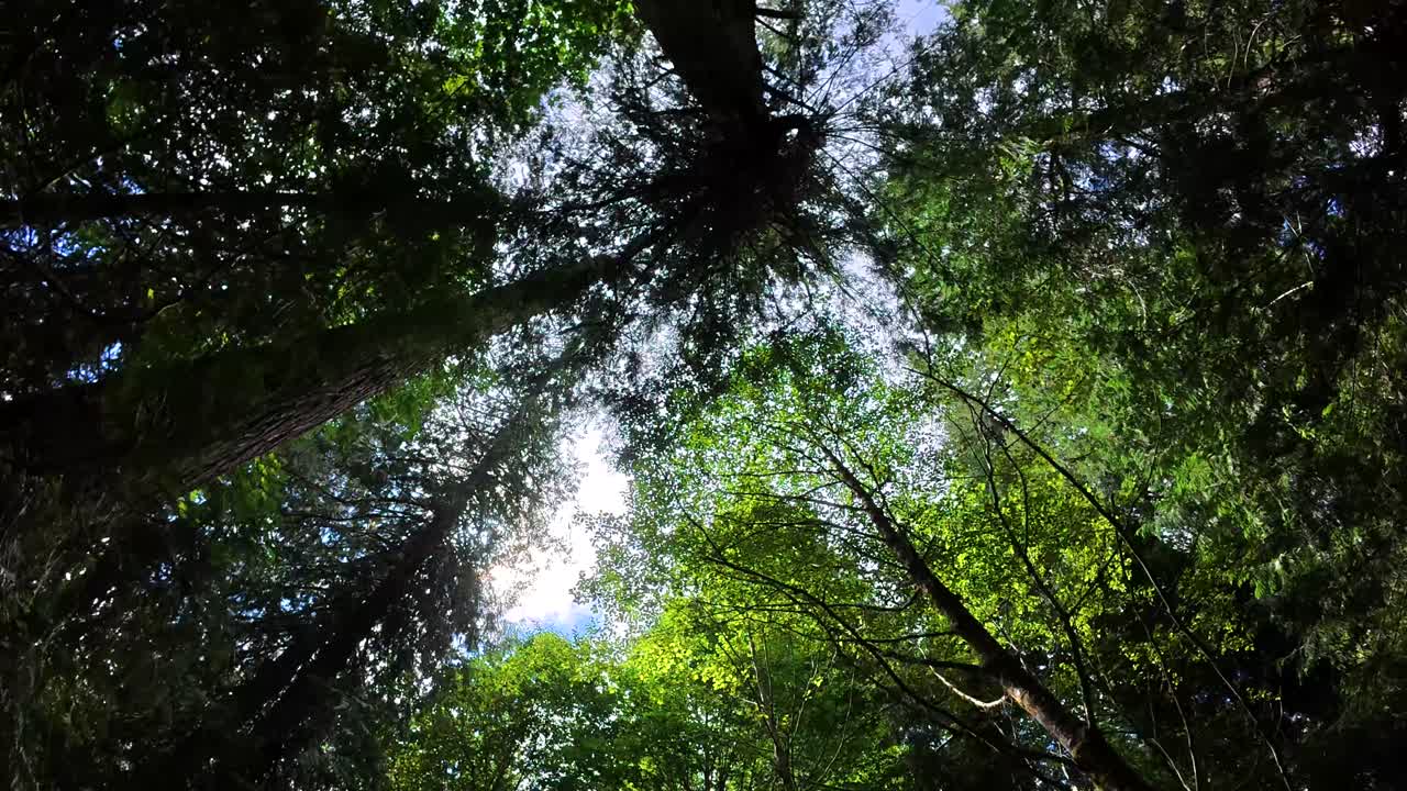 Passerella di legno nella foresta con luce solare