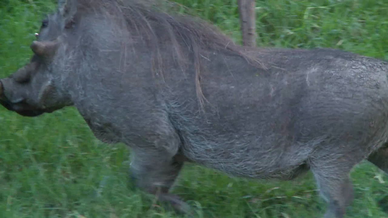 Un facocero sta mangiando erba nella foresta.