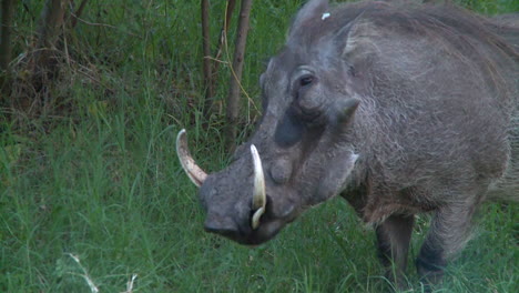 Ein-Warzenschwein-Frisst-Gras-Im-Wald