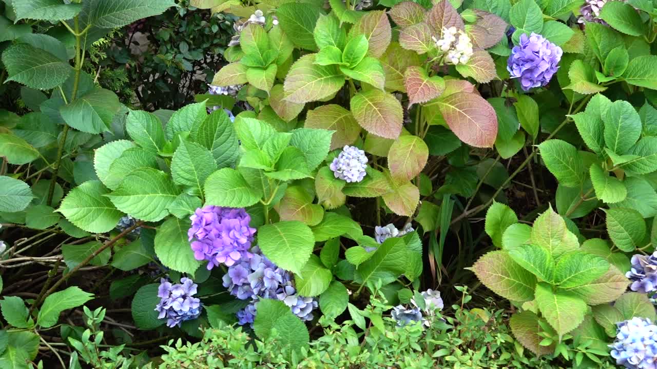 Flowers on the flowerbed. Shooting in motion