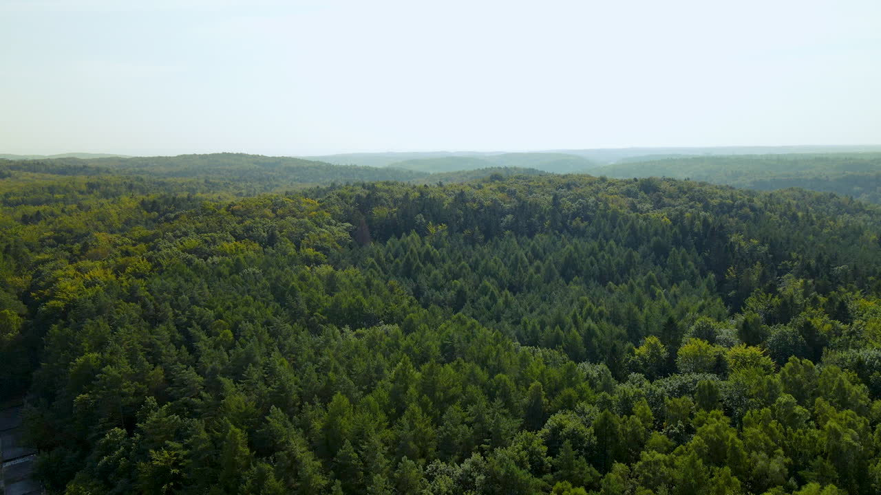 ecological forest, green forest, Evergreen deciduous tree crowns of Witomino forest on a sunny day, Poland, drone aerial taking off, revealing shot