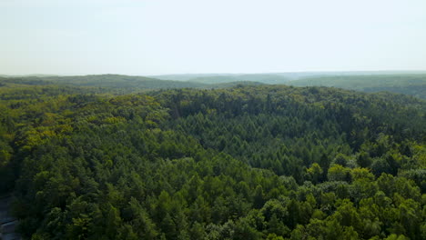 ecological forest, green forest, evergreen deciduous tree crowns of witomino forest on a sunny day, poland, drone aerial taking off, revealing shot