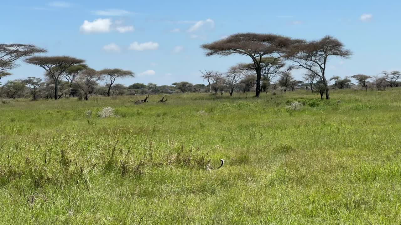 Leopard (Panthera pardus) walking in savannah in Serengeti National Park, Tanzania.