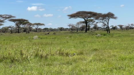 leopard (panthera pardus) walking in savannah in serengeti national park, tanzania.