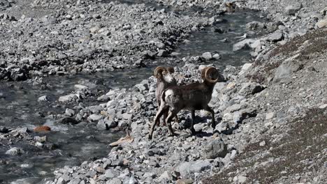 Two-mature-Ram-Stone-Sheep-drinking-in-a-tributary-to-Trout-River-along-the-Alaska-Highway-in-Stone-Mountain-Provincial-Park-,-British-Columbia,-Canada